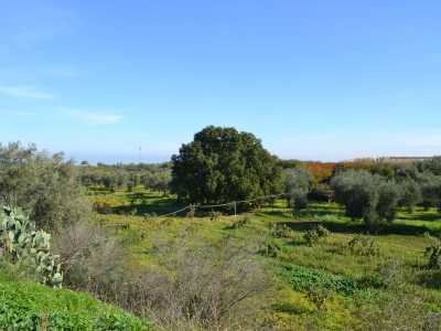 E proprio nell�alveo di Lama Badessa, ma questa volta a Bitritto, verso Adelfia, troviamo la �quercia di Dal�champs�, la cui cupola tondeggiante svetta ben al di sopra degli ulivi che le stanno intorno